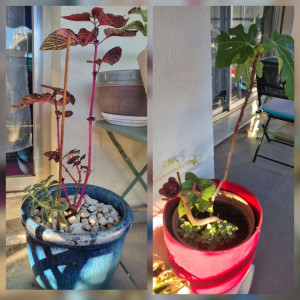 Photo de galerie - Mise en jardinière et rempotage de végétaux 