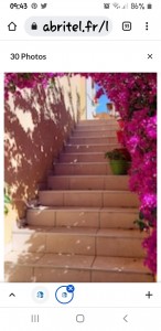 Photo de galerie - Mon bougainvillier