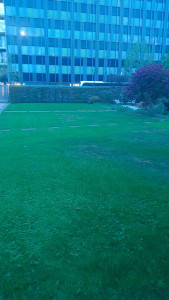 Photo de galerie - Engazonnement .