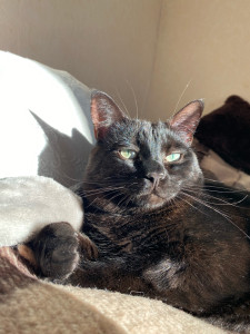 Photo de galerie - Mon chat