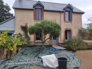 Photo de galerie - Taille olivier