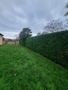 Photo de galerie - Taille de haies 