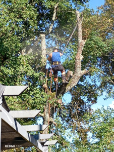 Photo de galerie - Elagage et coupe d'arbres