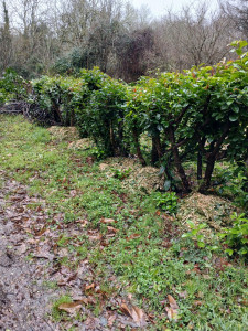 Photo de galerie - Broyage vegetaux apres