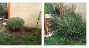 Photo de galerie - Taille de ciste