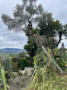 Photo de galerie - Démontage d'un très grand olivier à coté d'une cloture.