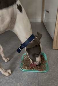 Photo de galerie - Garde animaux