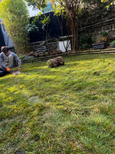 Photo de galerie - Pose de rouleaux pour notre cliente qui, après travaux, n’arrivait pas à faire repousser d’herbe dans son jardin.