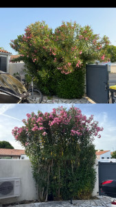 Photo de galerie - Tonte de pelouse - Débroussaillage