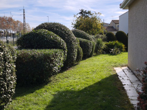 Photo de galerie - Taille à la française 