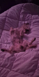 Photo de galerie - Garde chien