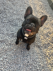 Photo de galerie - Garde chien