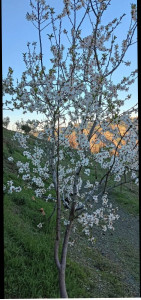Photo de galerie - Arbre ? fruitiers de 5 année 