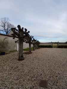 Photo de galerie - Elagage et coupe d'arbres