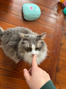 Photo de galerie - Garde de Lennox et Solea à leur domicile