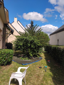 Photo de galerie - Taille de haies et d'arbustes