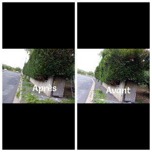 Photo de galerie - Taille de haie
