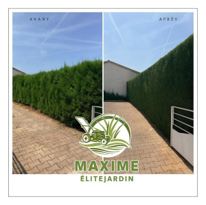 Photo de galerie - Taille de haie de thuya