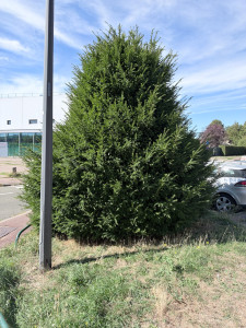 Photo de galerie - Taille avant