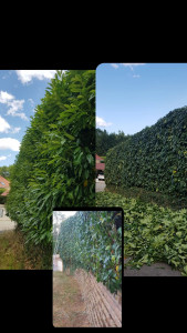 Photo de galerie - Jardinier paysagiste  avec expériences  professionnel 15 ans sur Grande Genève