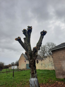 Photo de galerie - Taille arbre ? 