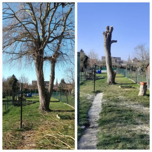 Photo de galerie - Elagage et coupe d'arbres