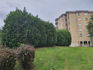 Photo de galerie - Elagage et coupe d'arbres