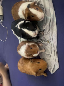 Photo de galerie - Garde rongeur