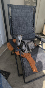 Photo de galerie - Gentil Nono très intelligent ?