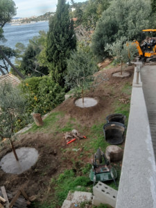 Photo de galerie - Plantation mini pelle 