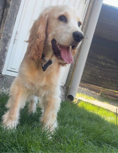 Photo de galerie - COOKIE