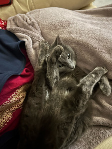 Photo de galerie - Garde chat