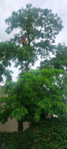Photo de galerie - Abattage d'un arbre.