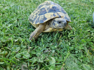 Photo de galerie - Garde animaux