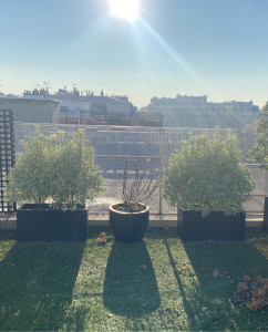 Photo de galerie - AVANT. Taille d’arbustes en bacs sur une terrasse.
