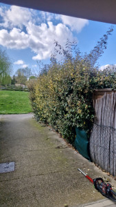 Photo de galerie - Taille de haies et d'arbustes