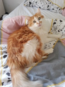 Photo de galerie - Garde chat