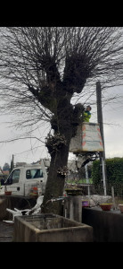 Photo de galerie - Elagage et coupe d'arbres