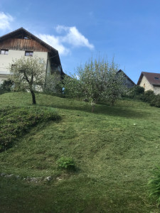 Photo de galerie - Tonte de pelouse - Débroussaillage
