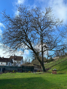 Photo de galerie - Elagage et coupe d'arbres