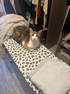 Photo de galerie - Cannelle ?