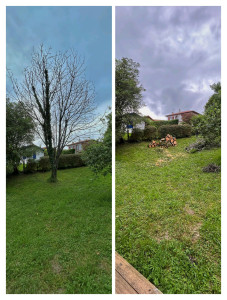 Photo de galerie - Abattage cerisier sec