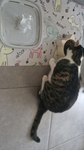Photo de galerie - Garde chat