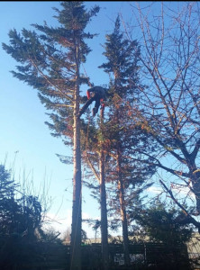 Photo de galerie - Abattage d’un sapin établi sur la commune de Saint Brice sous Forêt