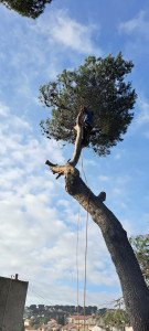 Photo de galerie - Elagage et coupe d'arbres