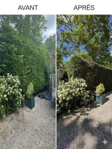 Photo de galerie - Rabattage d’une haie de thuyas de moitié