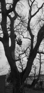 Photo de galerie - Petite grimpette dans un frêne.