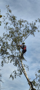 Photo de galerie - Élagage d’arbre 