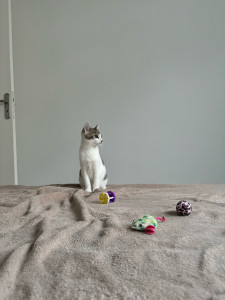 Photo de galerie - Cette boule de poil je l’ai vu grandir de ces 3mois à ces 2ans maintenant l’ayant garder 5 fois !