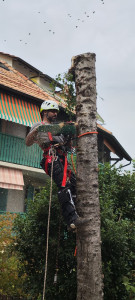 Photo de galerie - Coupe d’arbre 